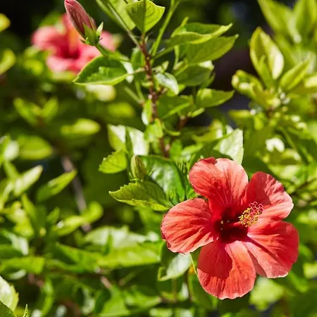 빌라 Alakapi & 알라카티