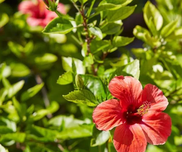 Vila Alakapi & Alaçatı